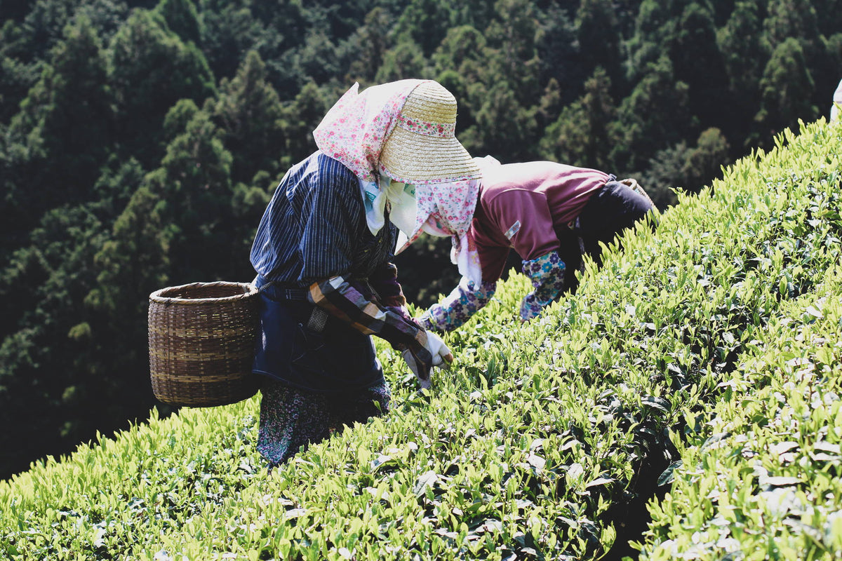 Shincha: The Beaujolais Nouveau of Tea