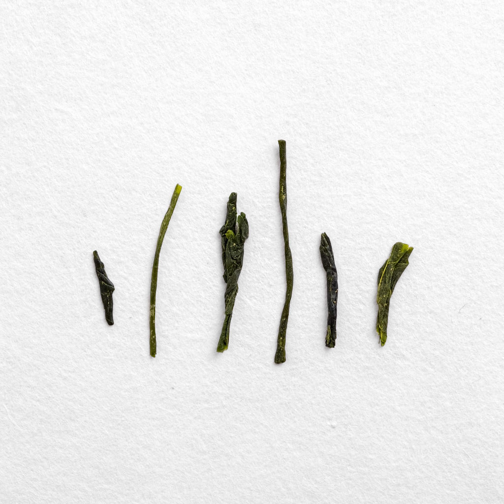 Fall Shincha