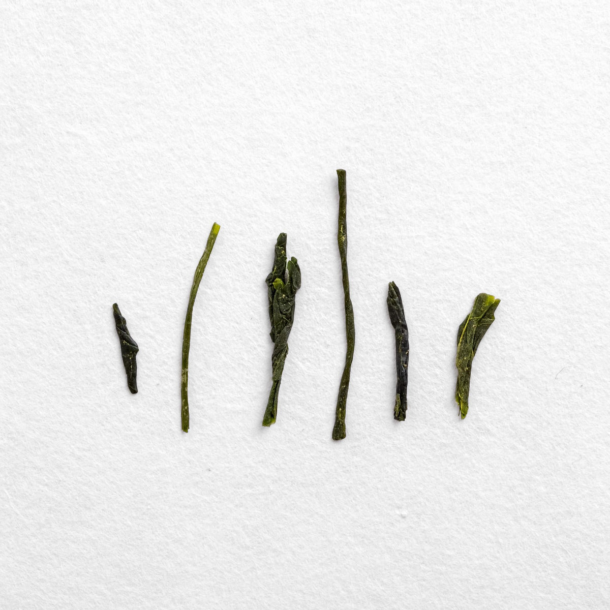 Fall Shincha