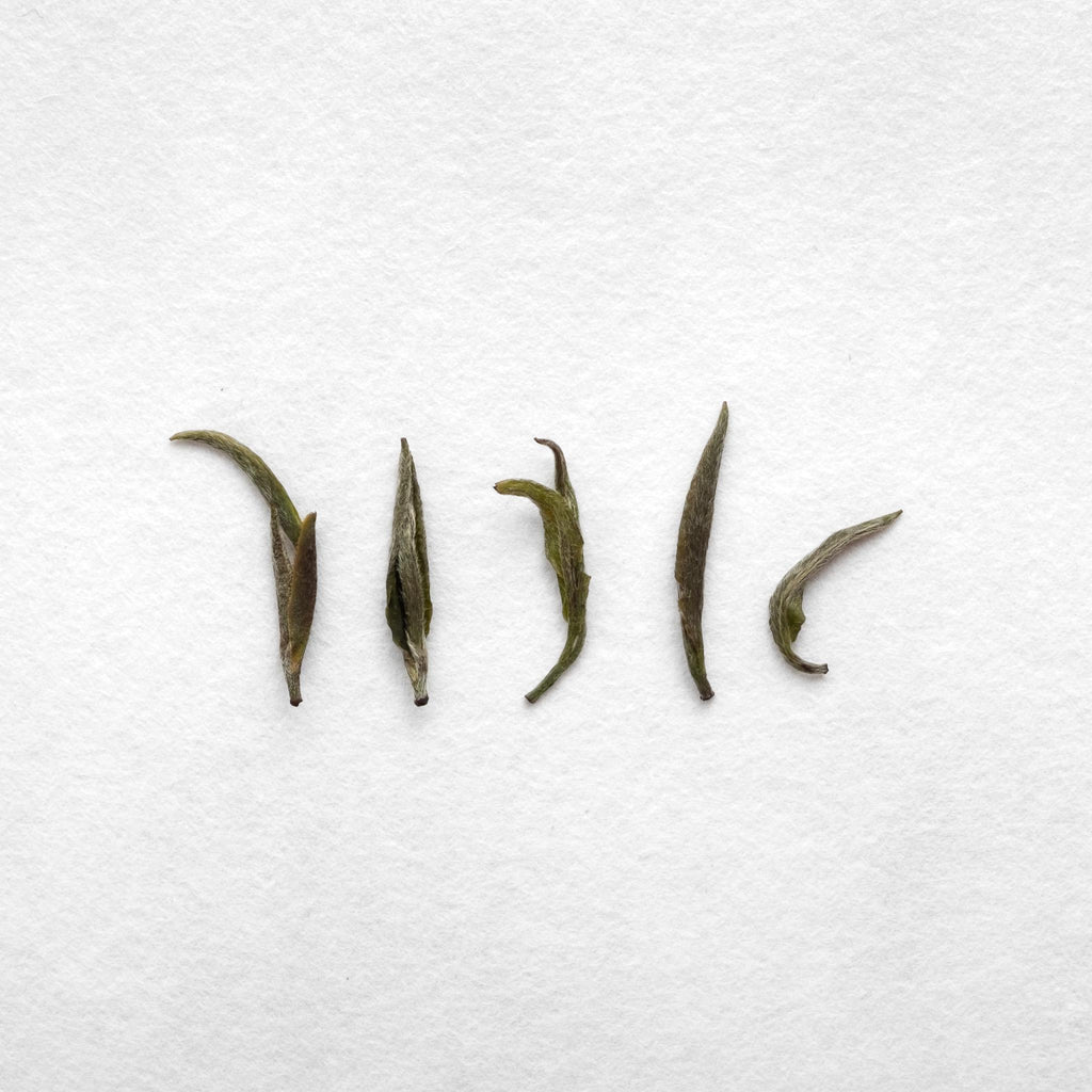 Tsuguto Hattori Hand Picked Silver Needle Tea