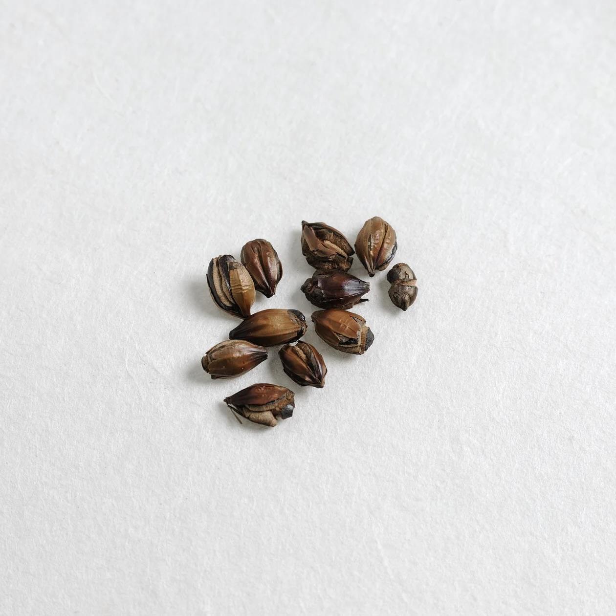 Tokyo Mugicha Teabags