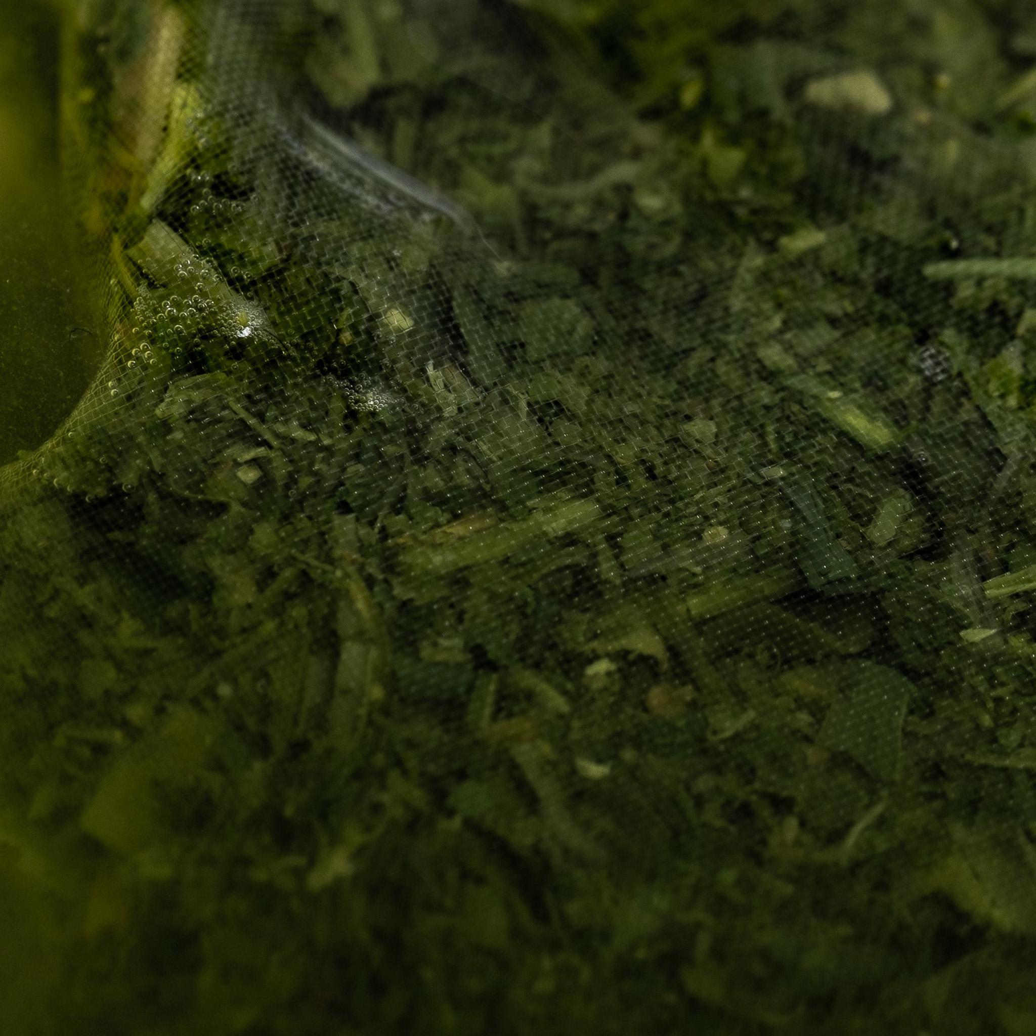 Sencha Jou Tea Bags