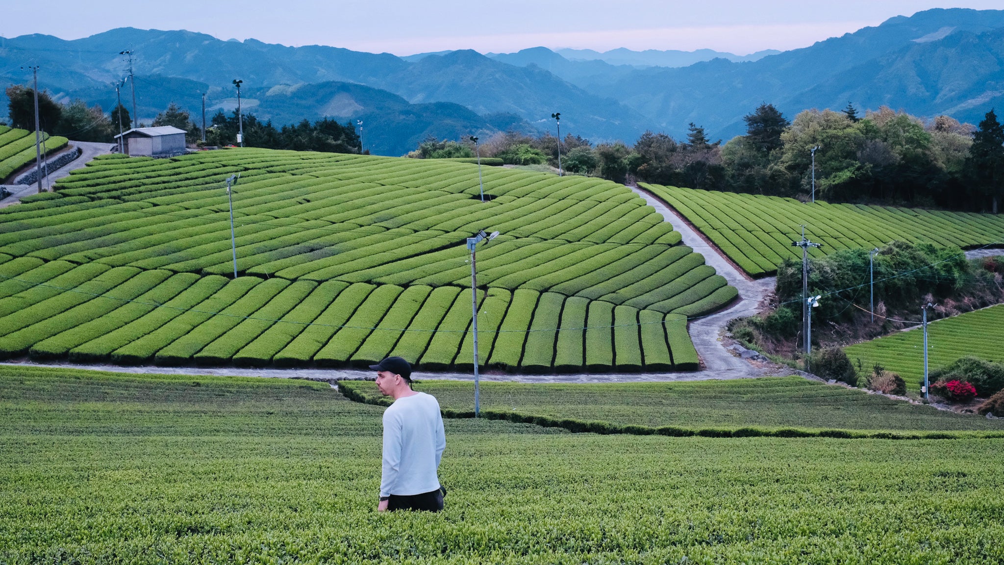 Zach in Japanese tea fields