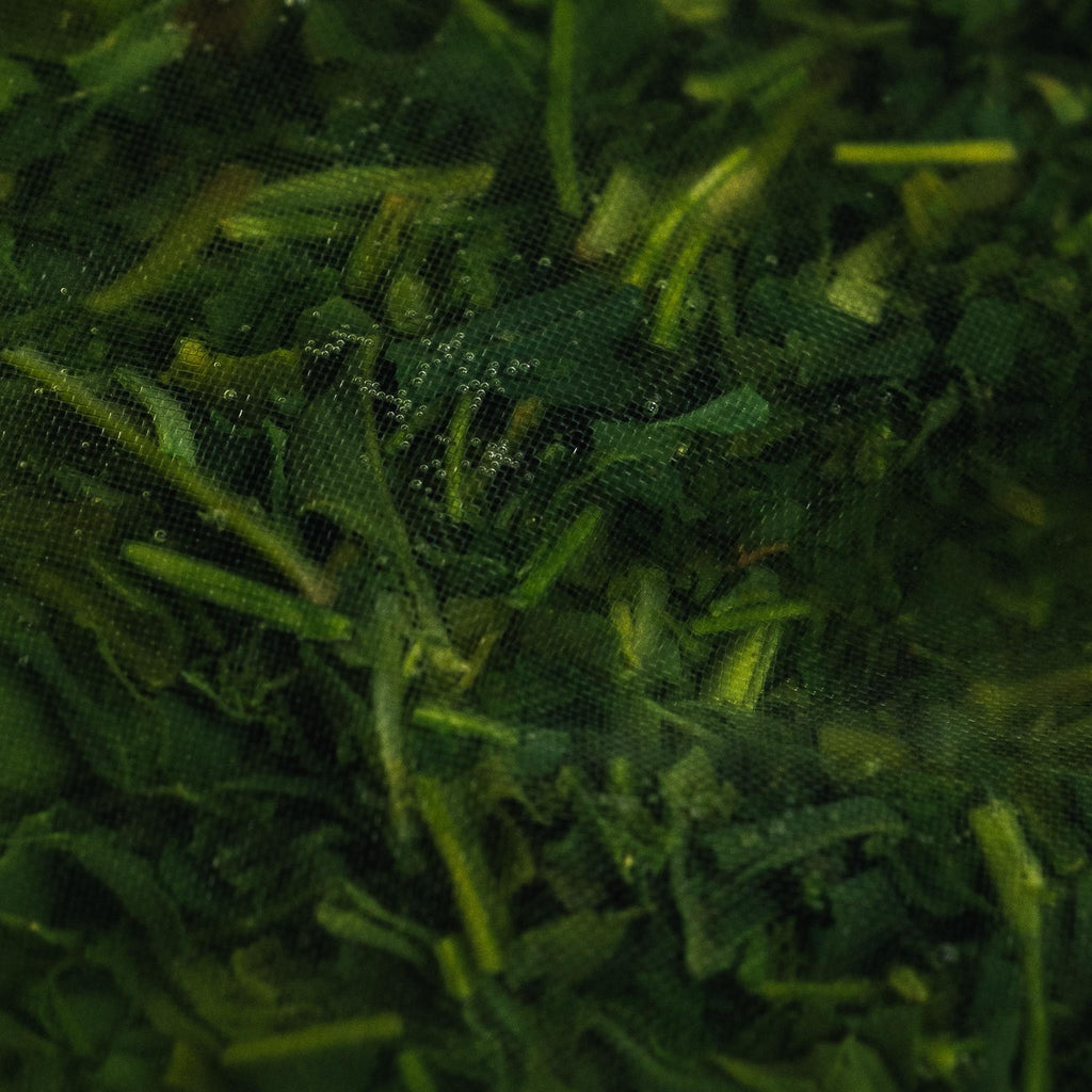 Gyokuro Tea Bags