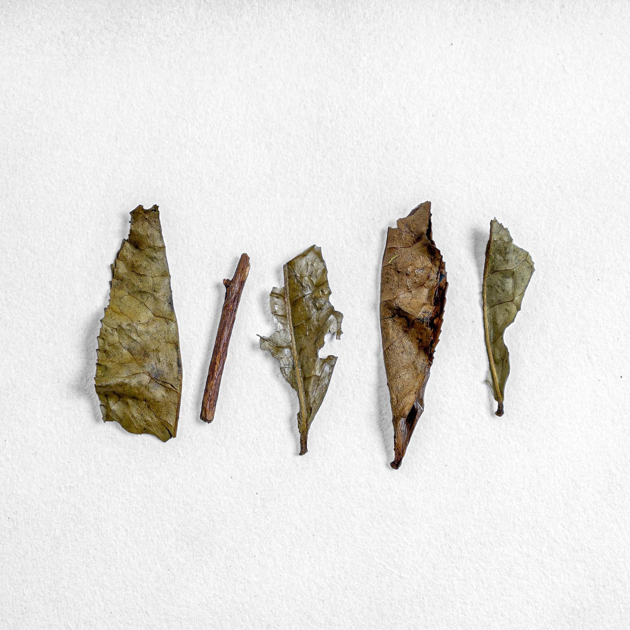 Iribancha Houjicha